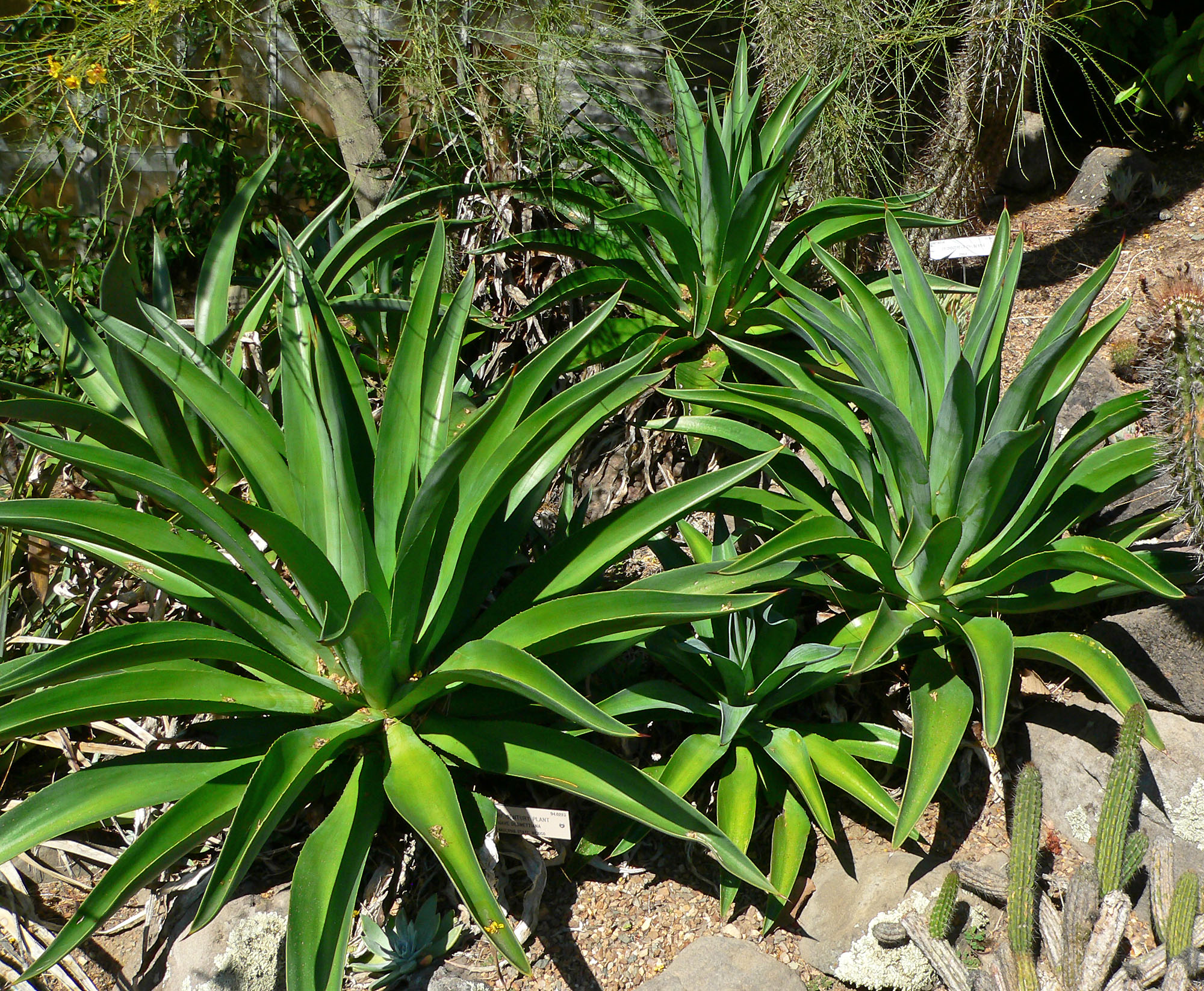 Agave desmettiana