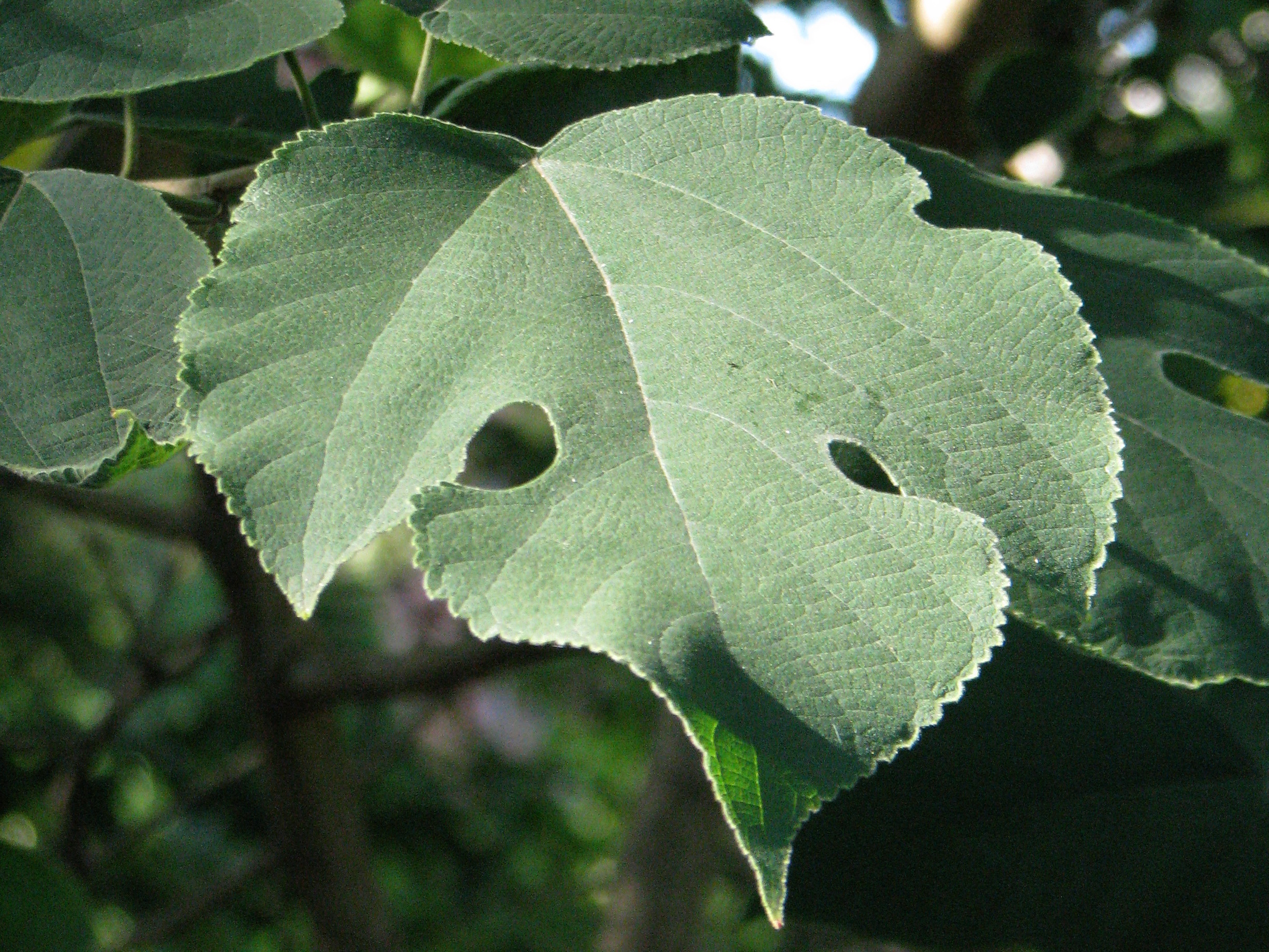 Broussonetia papyrifera