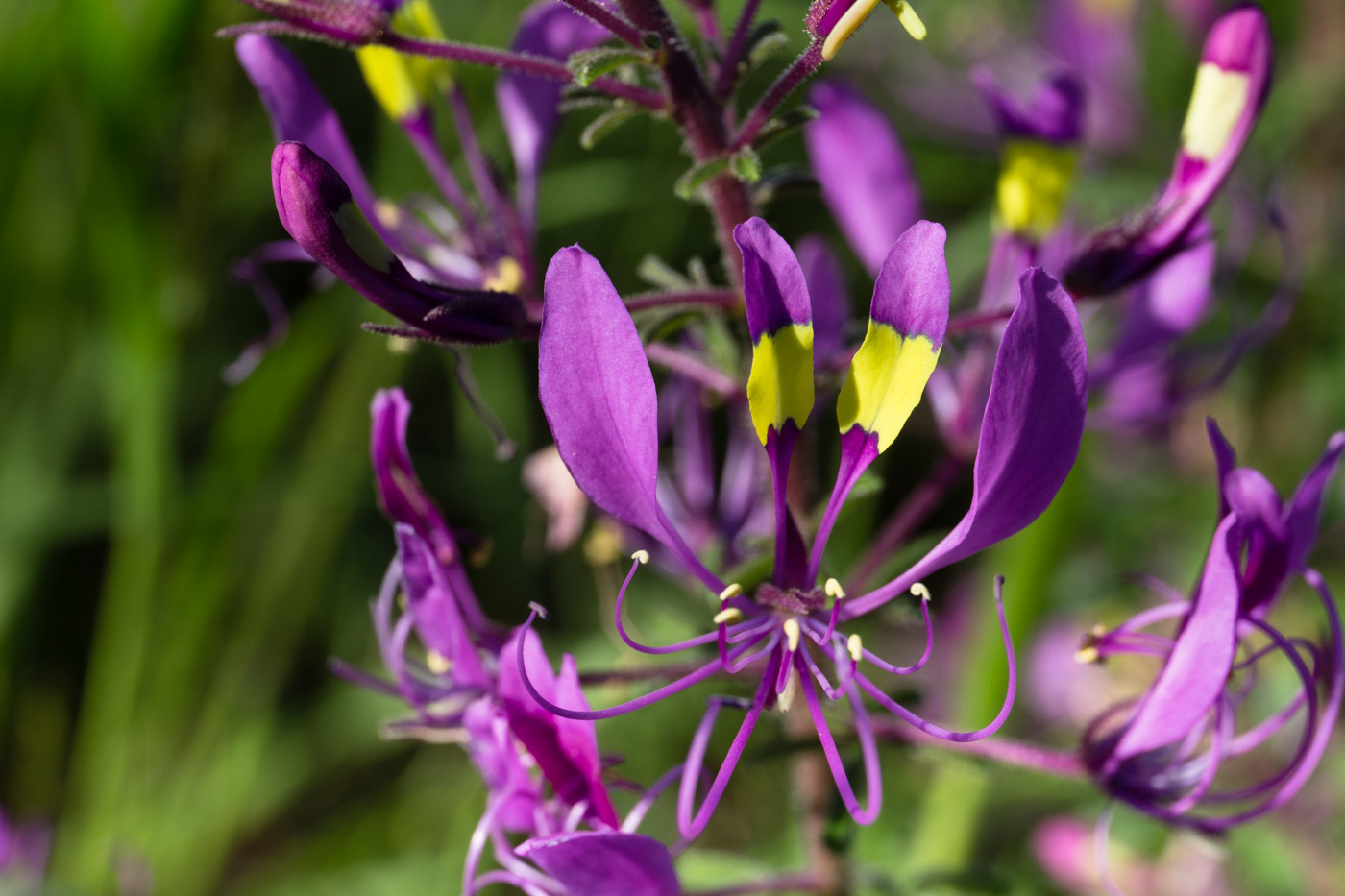 Cleome elegantissima