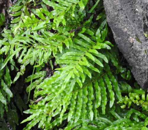 Blechnum minus