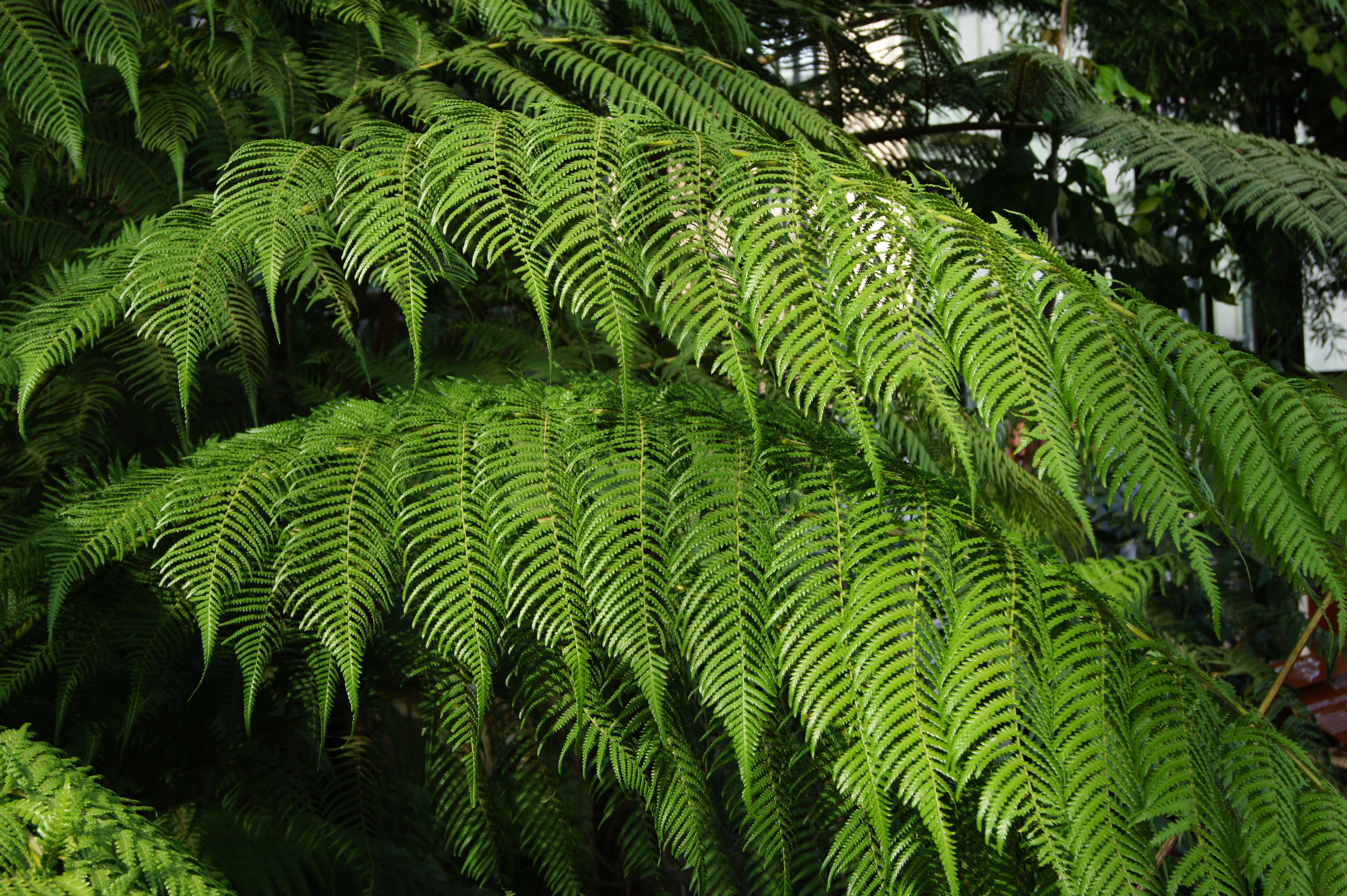 Cyathea dregei