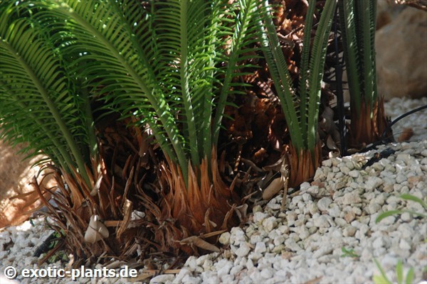 Cycas revoluta