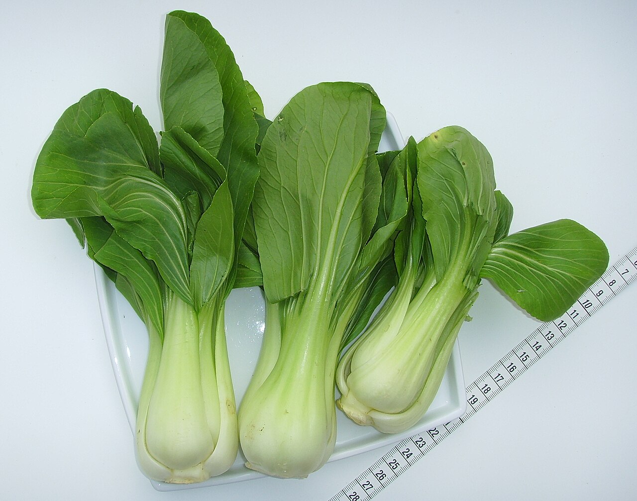 Brassica rapa