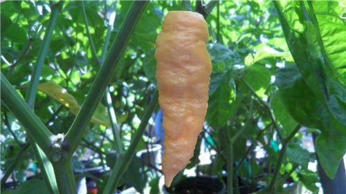 Chili Peach Bhut Jolokia