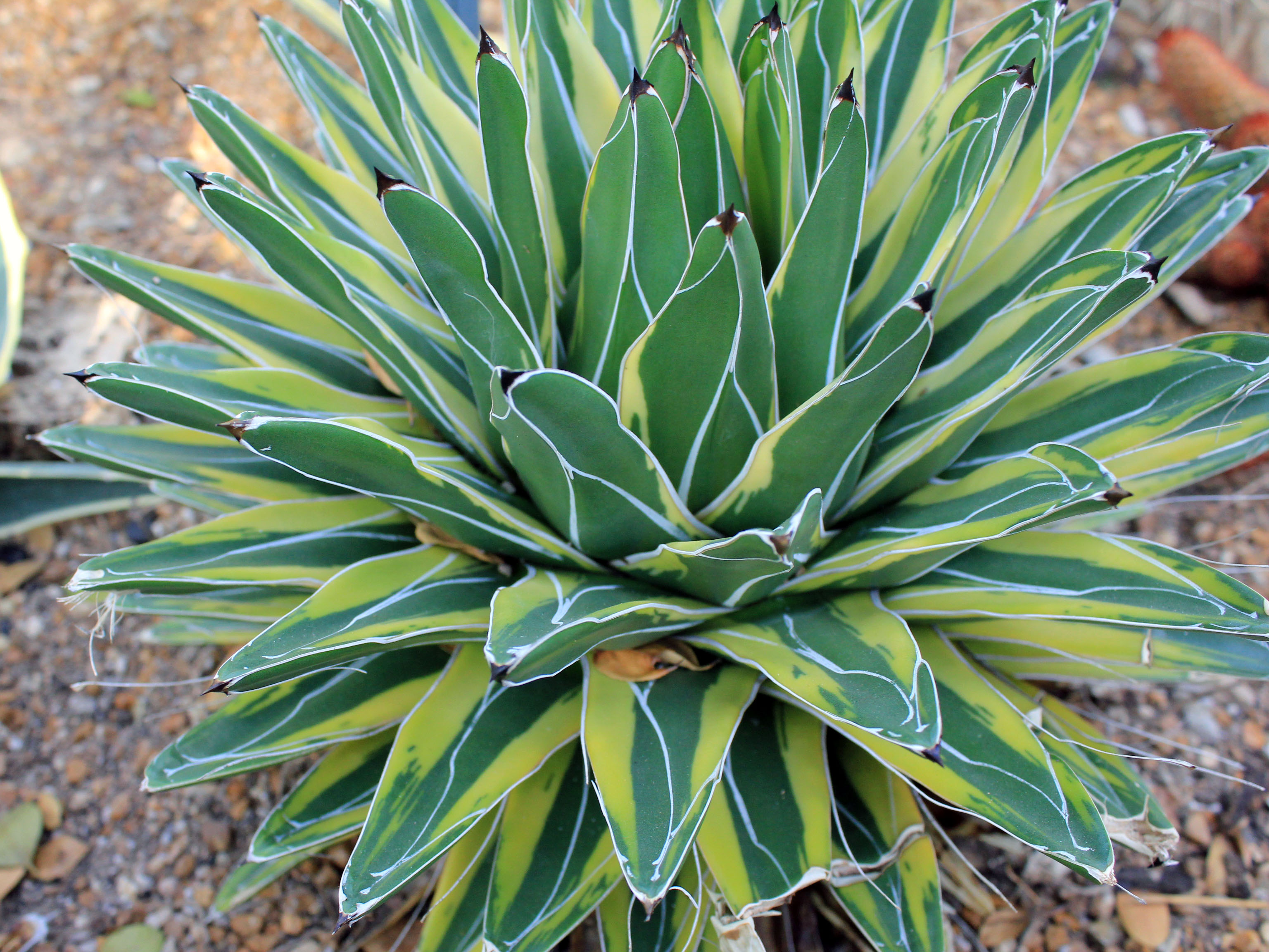 Agave ferdinandi regis