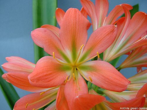 Clivia miniata Anthrie green centre