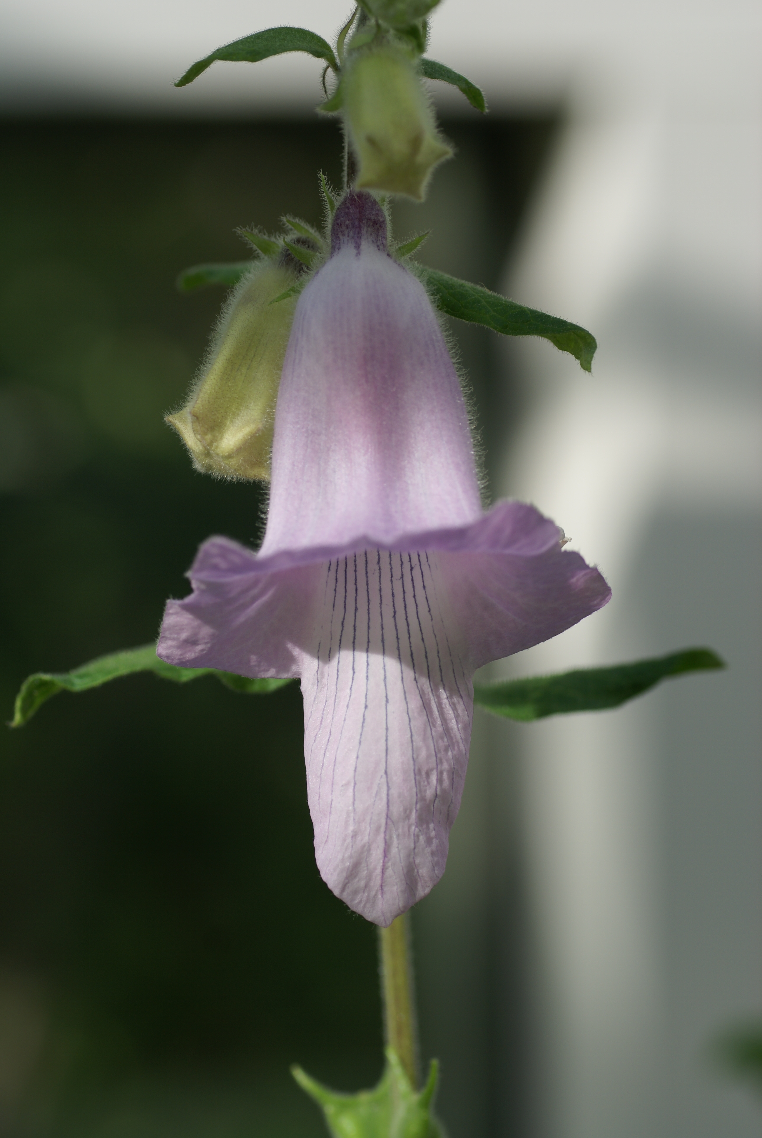 Ceratotheca triloba