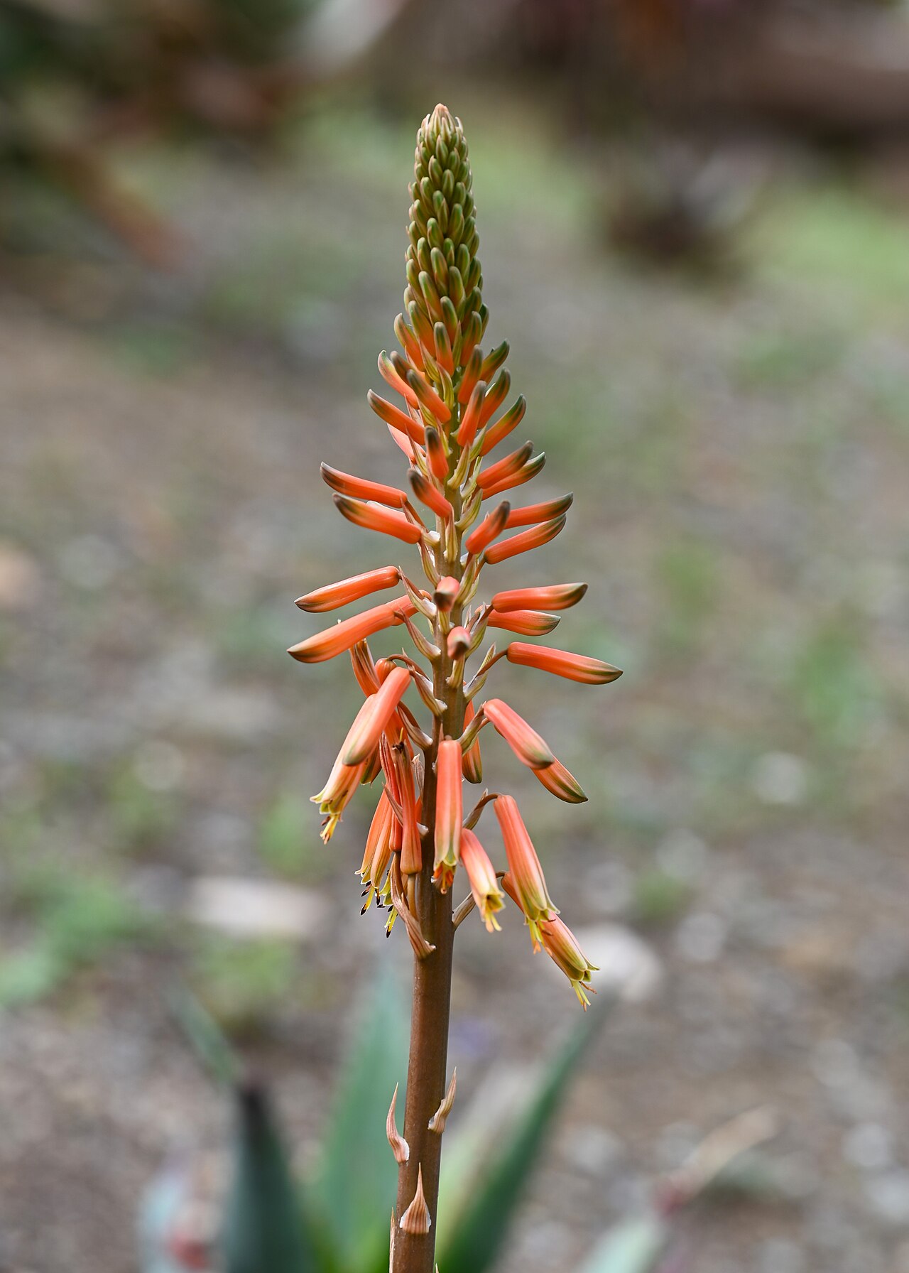 Aloe microstigma