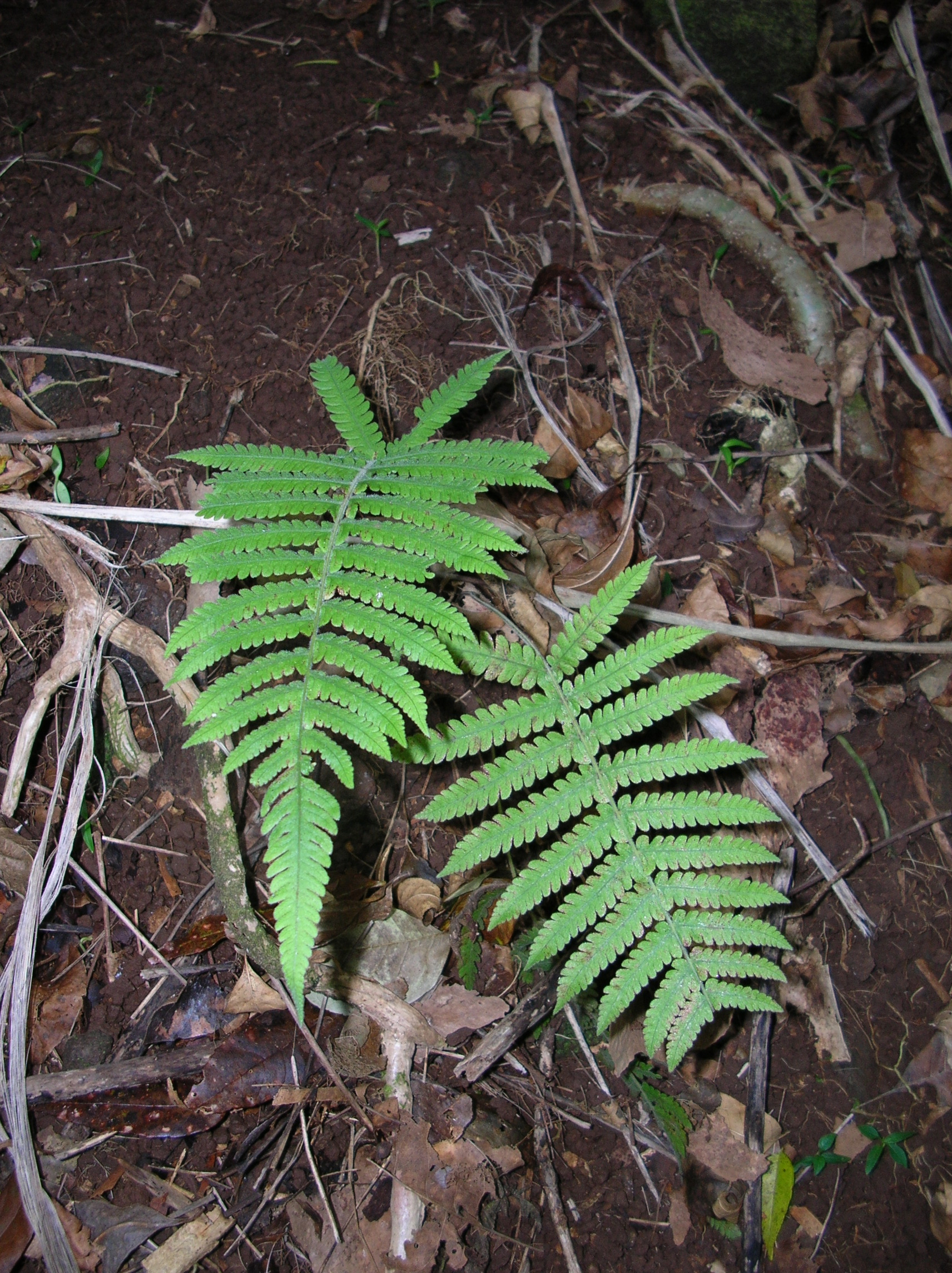 Christella sp