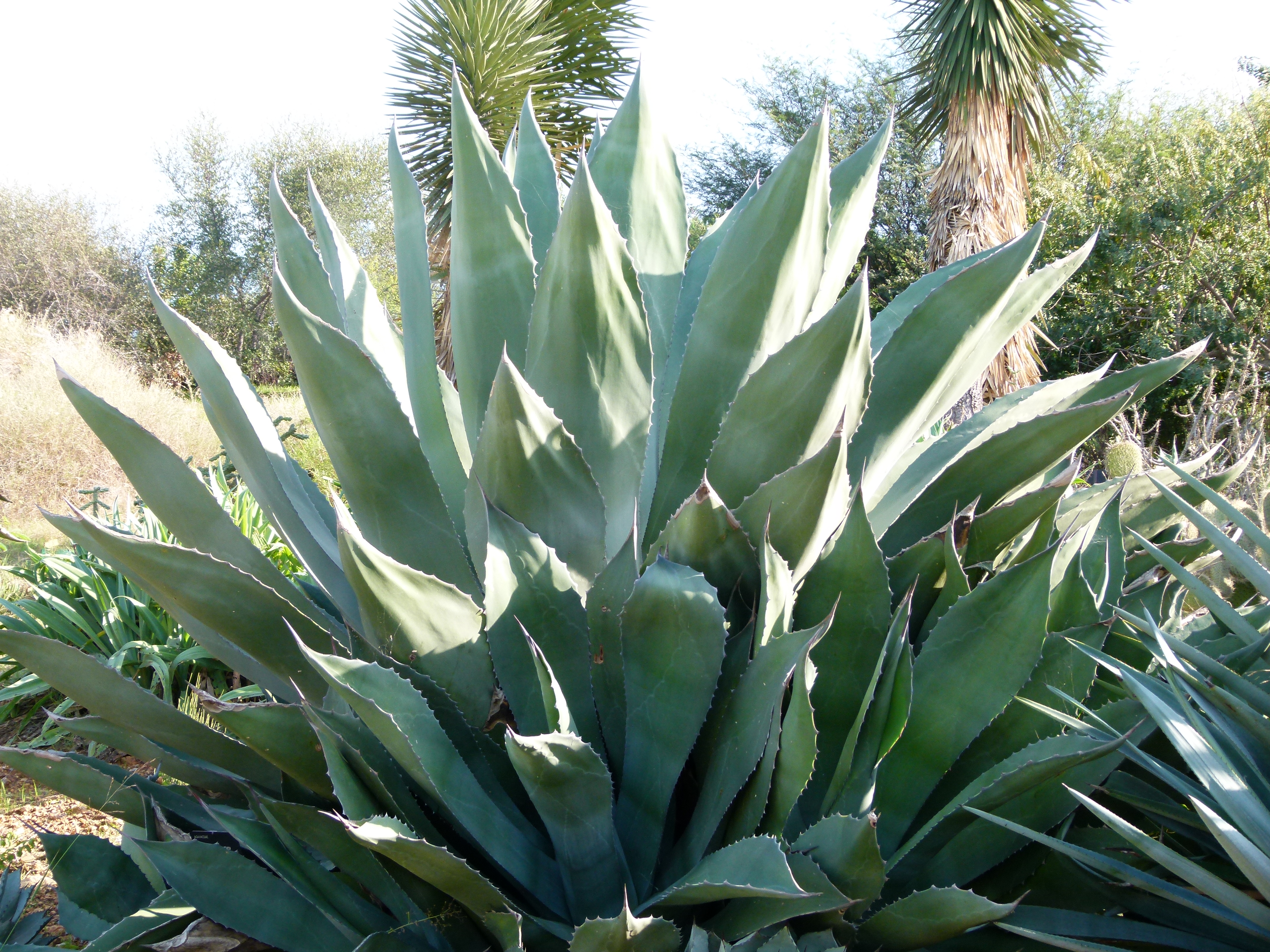 Agave marmorata