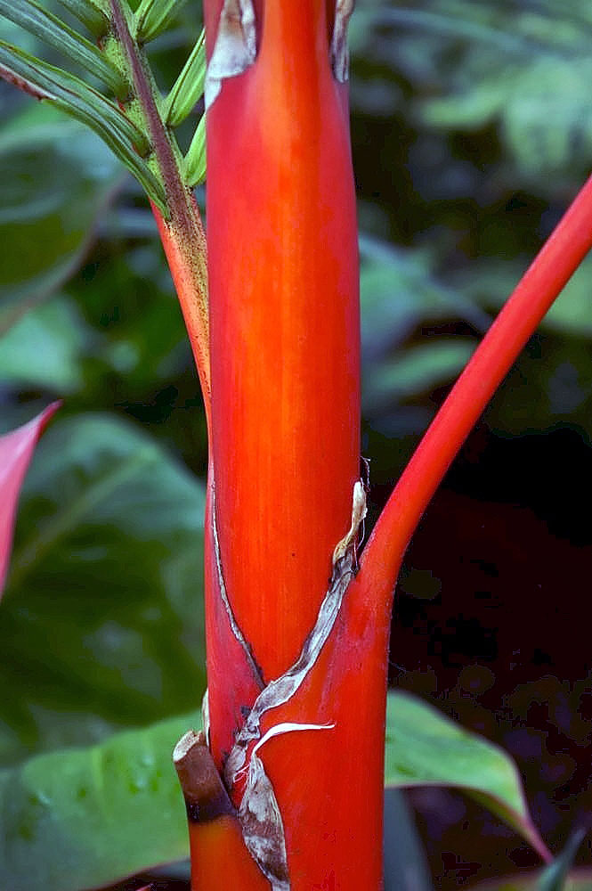 Cyrtostachys renda