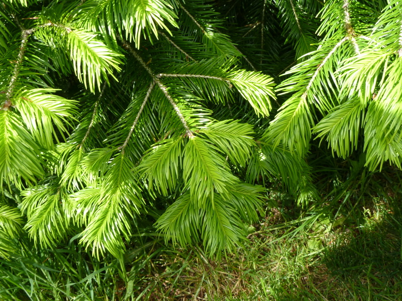 Abies pindrow