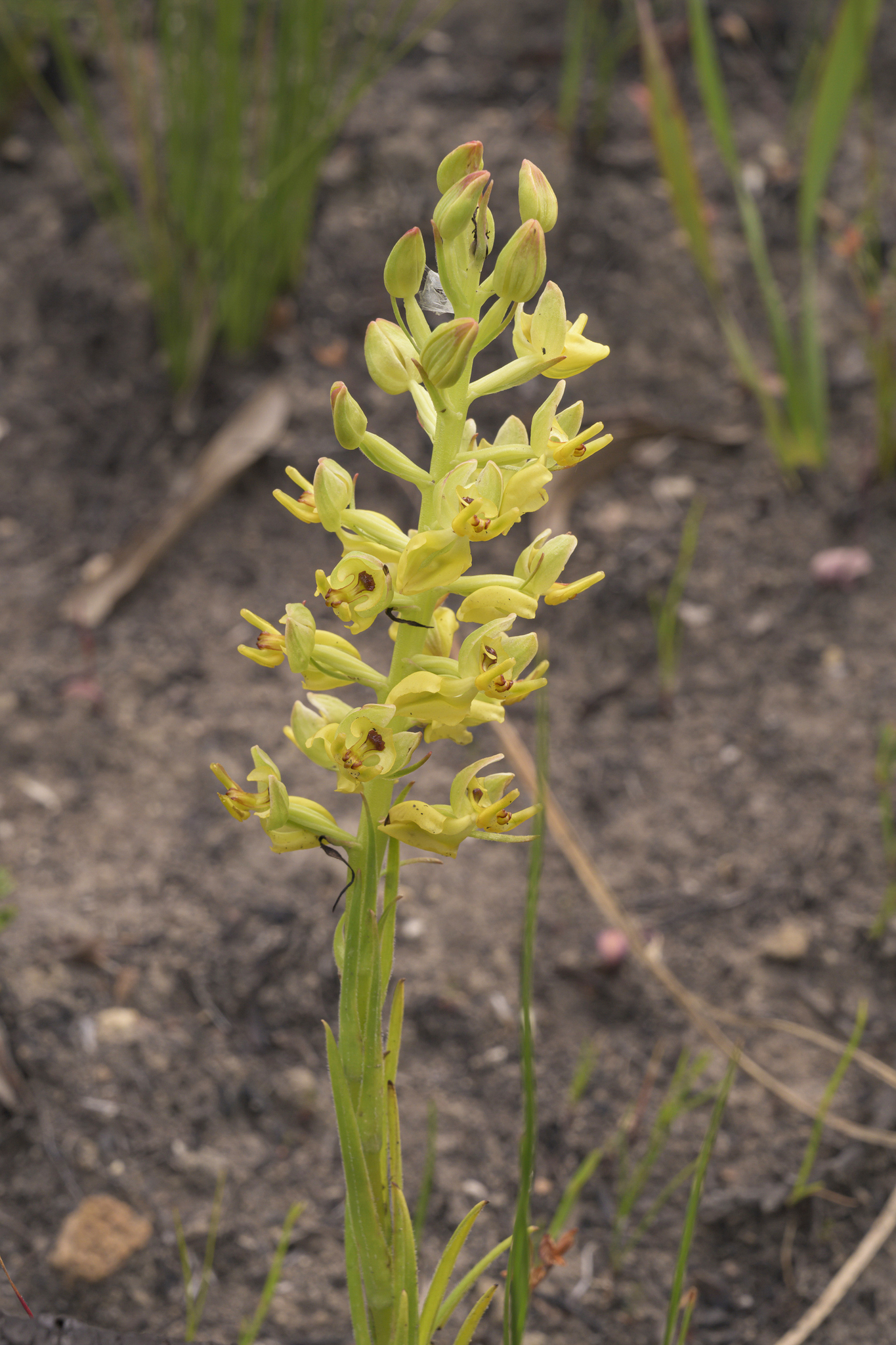 Ceratandra atrata