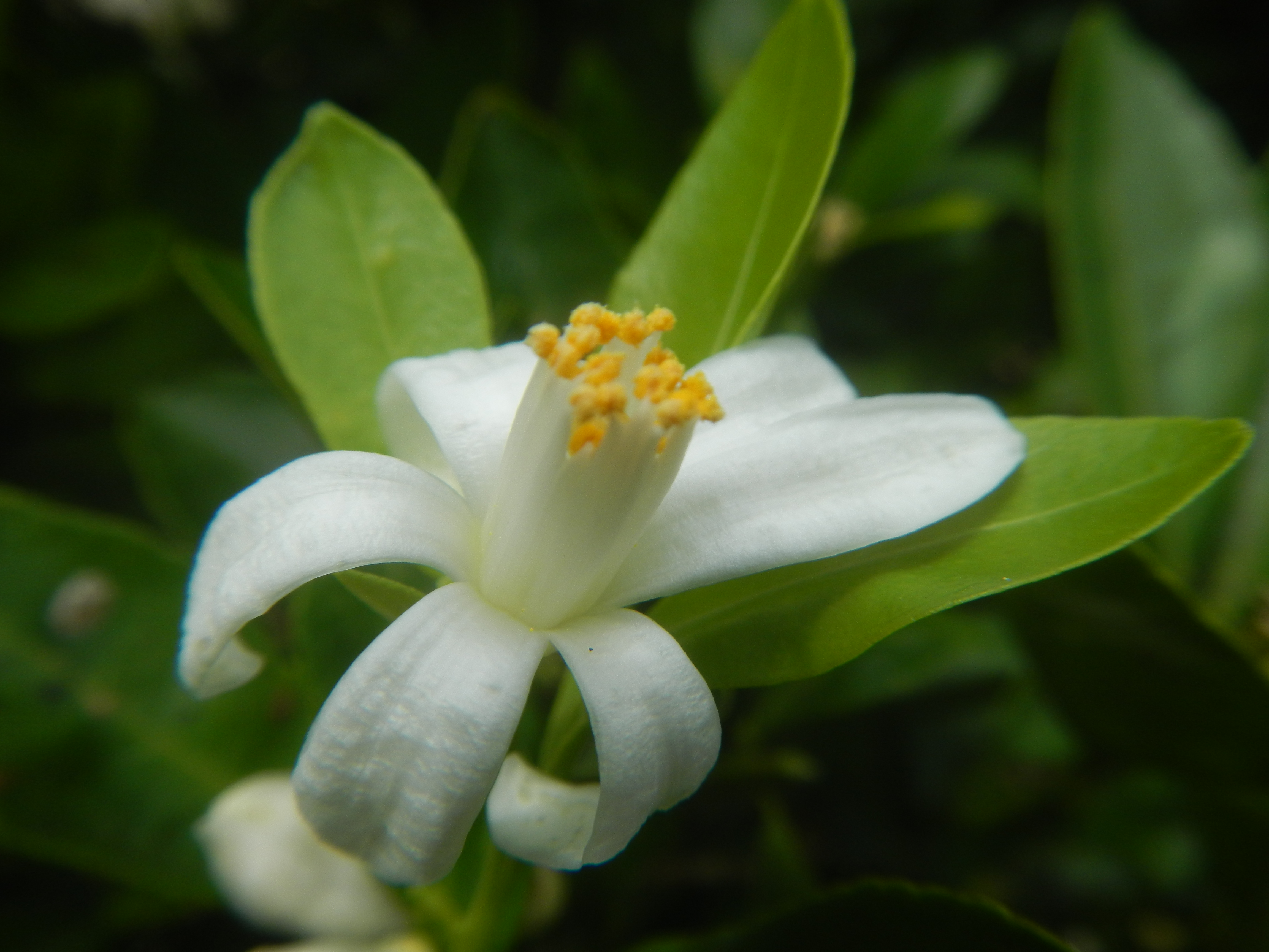 Citrus mitis
