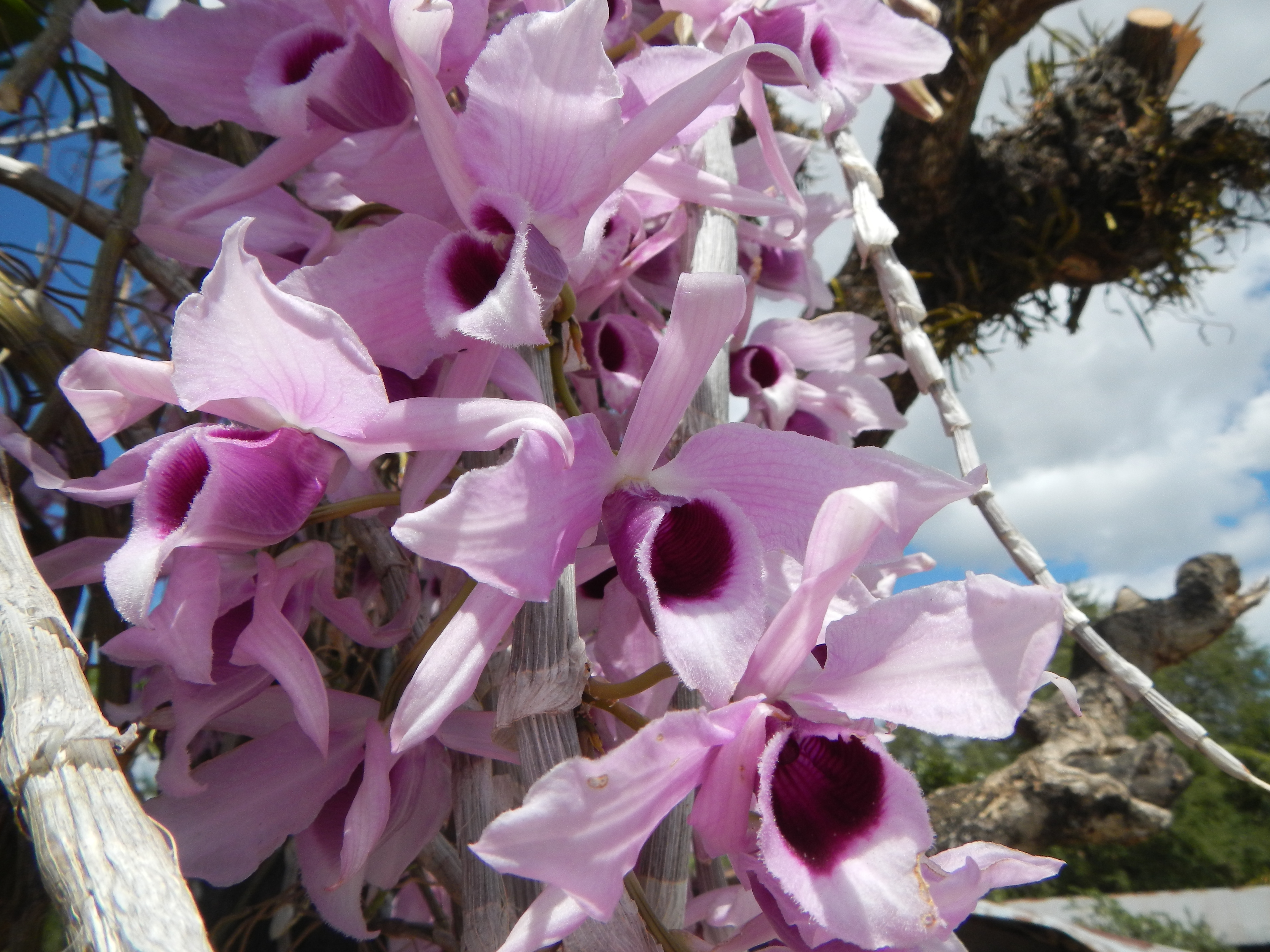 Dendrobium anosmum