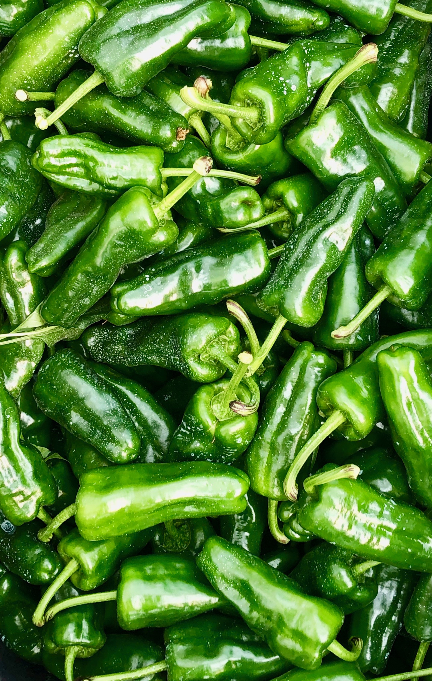 Chili Pimiento de Padron