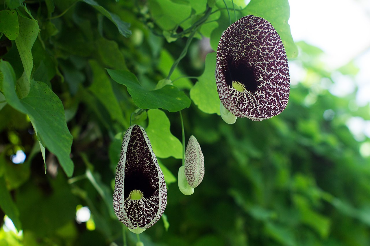 Aristolochia elegans