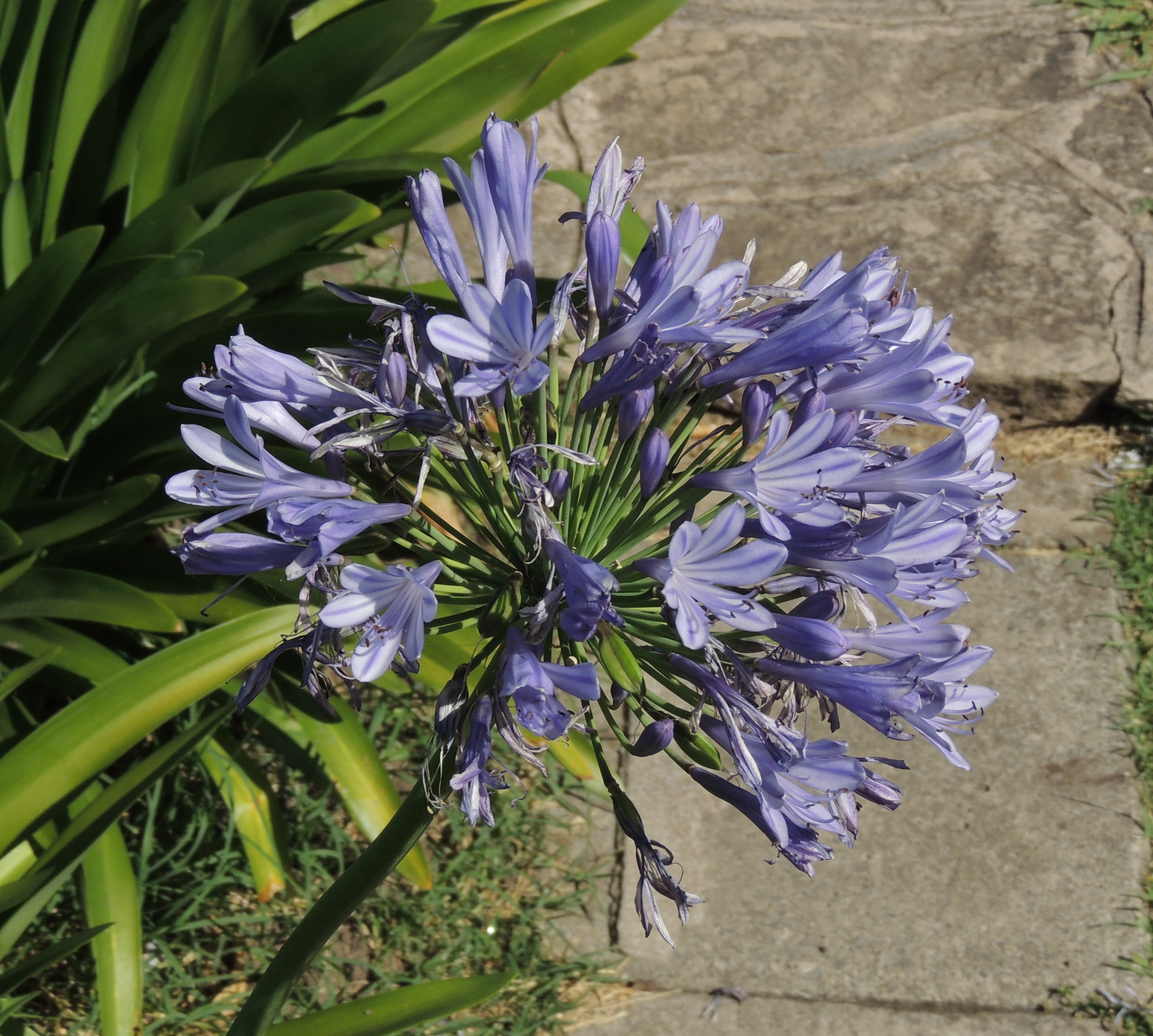 Agapanthus campanulatus