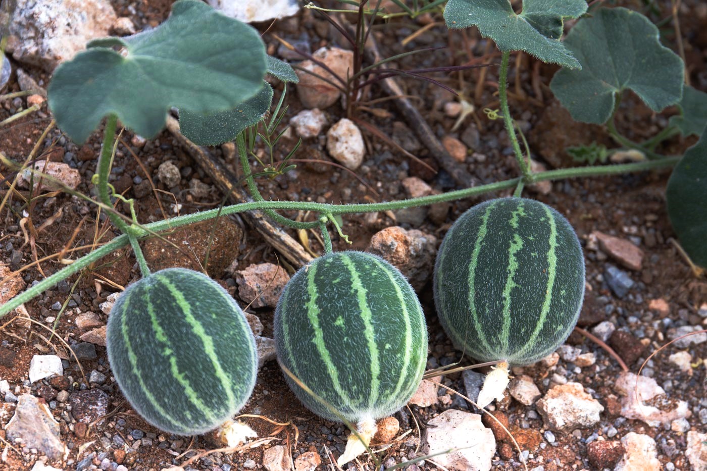 Cucumis sagittatus