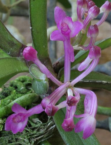 Ascocentrum pusillum