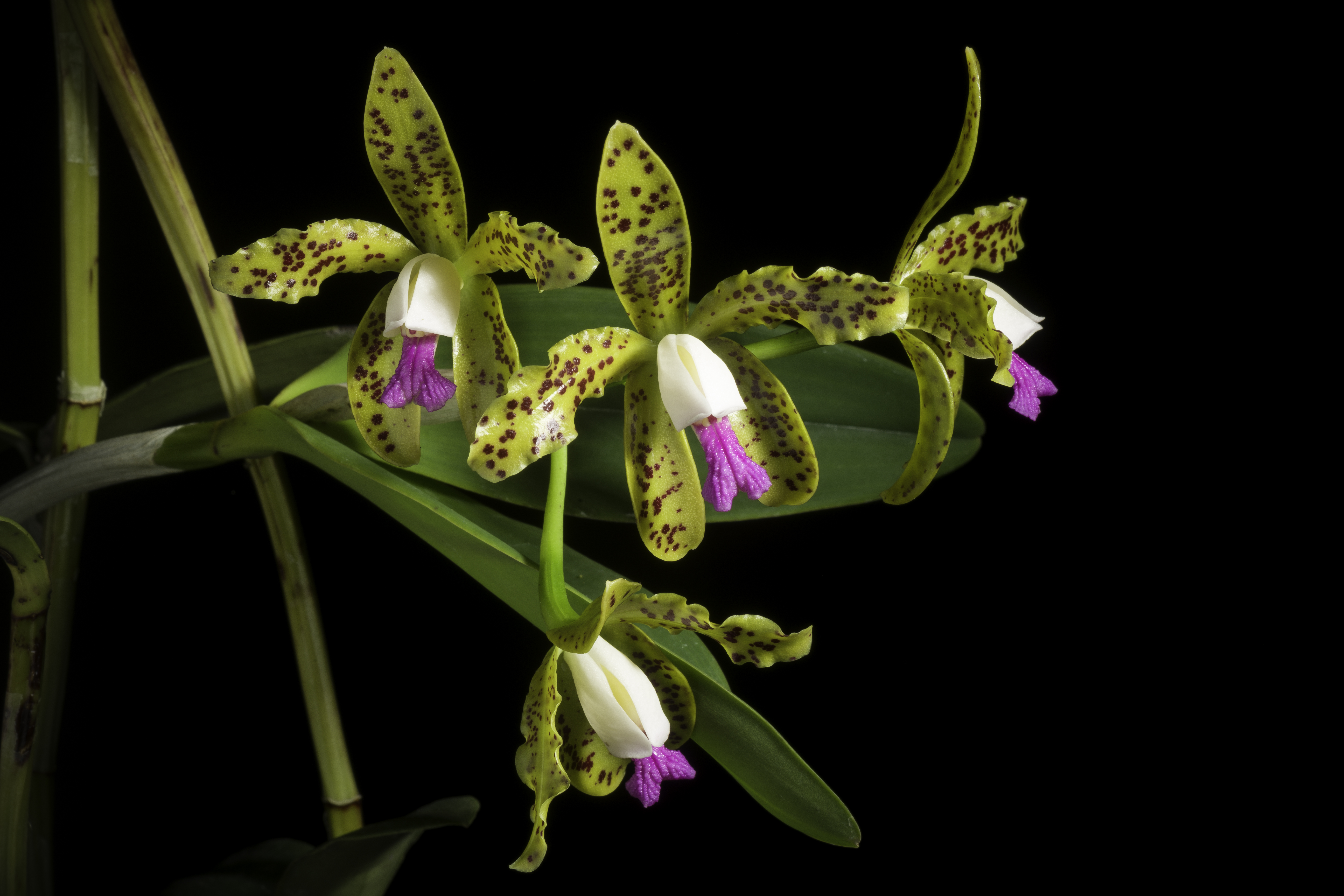 Cattleya leopoldii