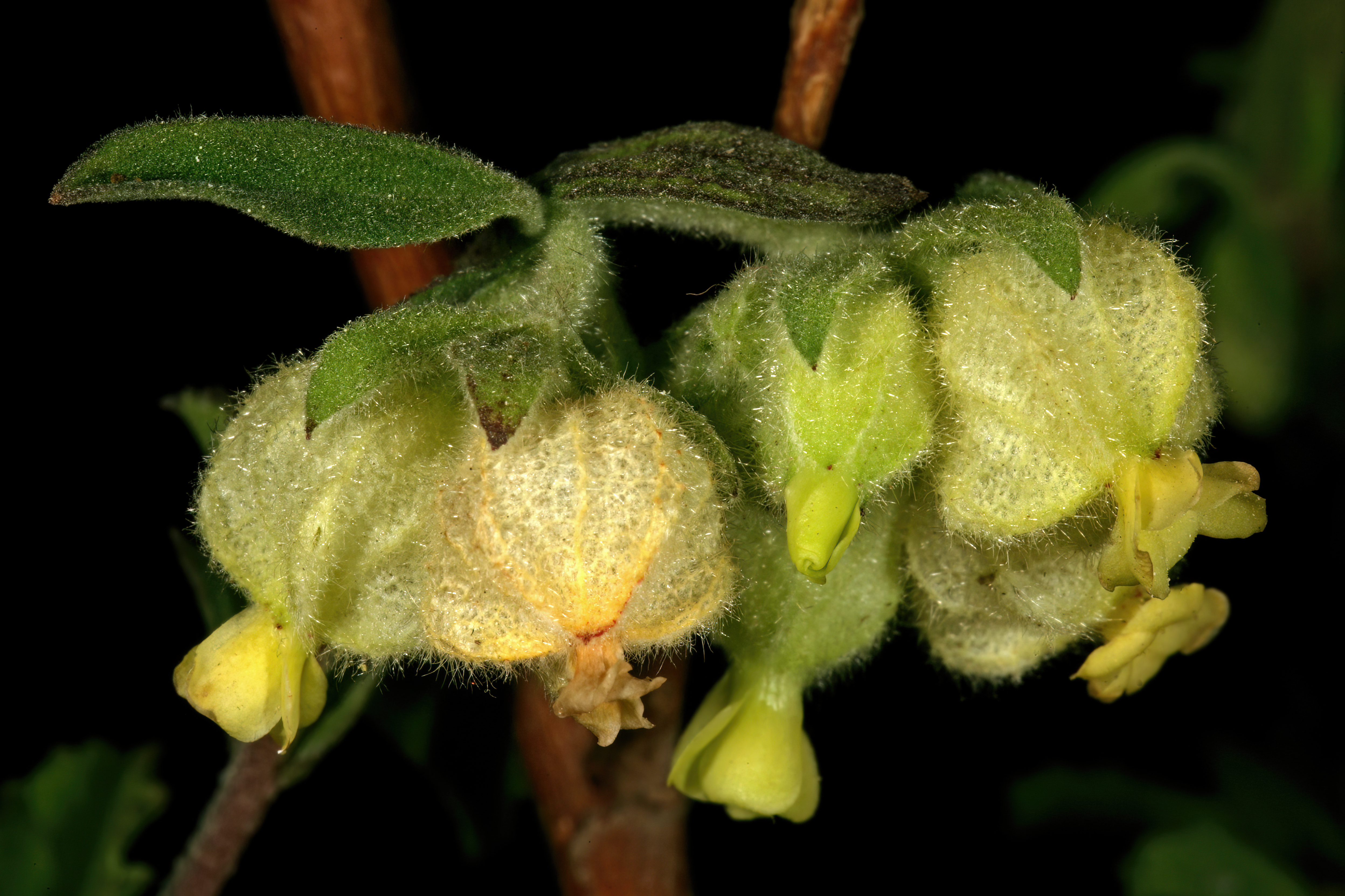 Hermannia hyssopifolia