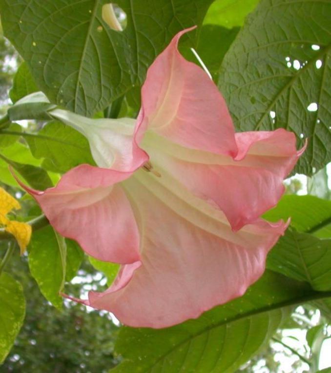 Brugmansia suaveolens