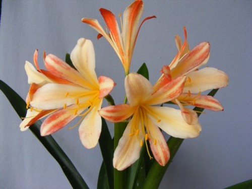 Clivia peach and pink