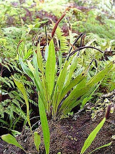 Belvisia mucronata