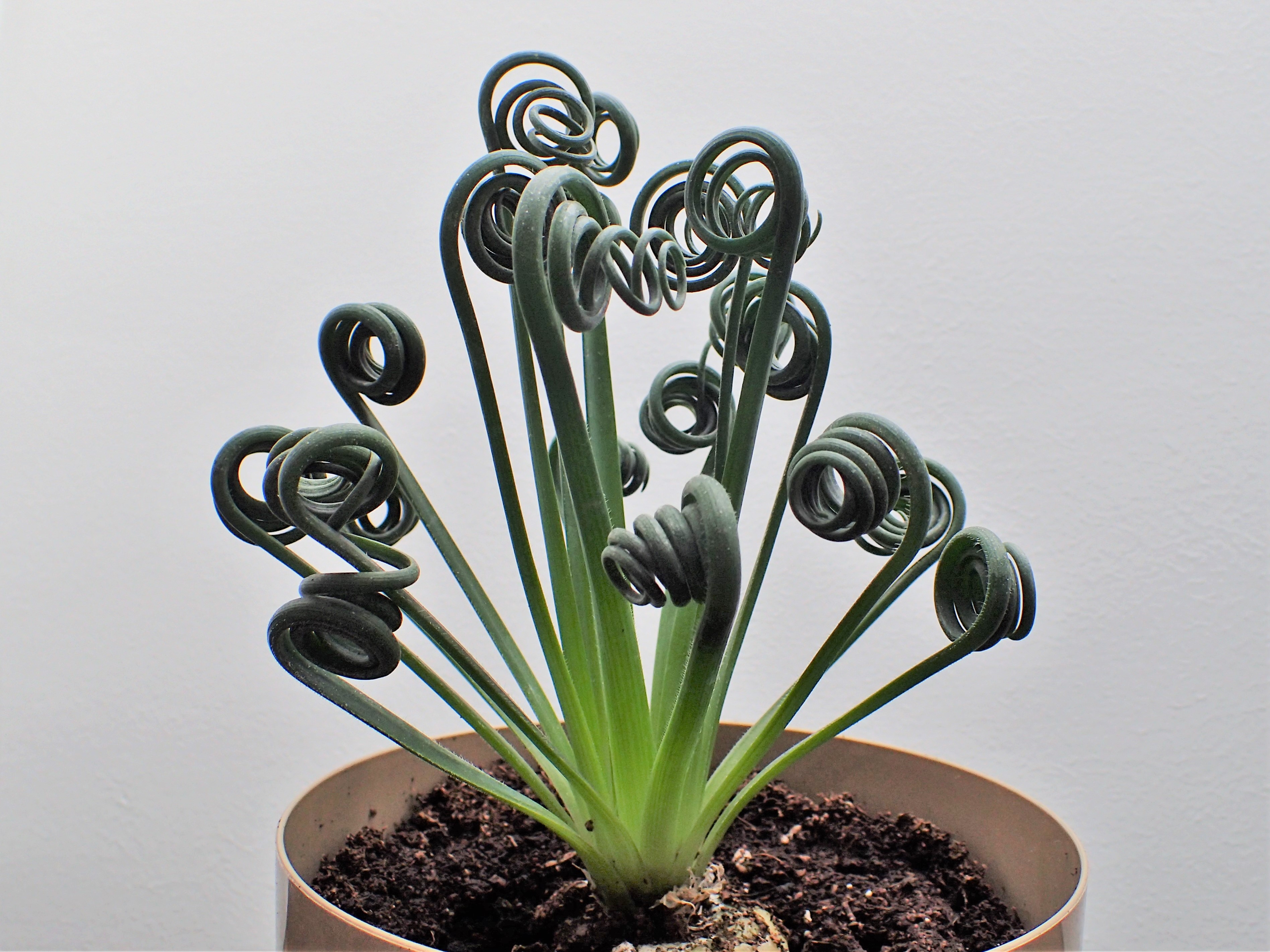 Albuca spiralis