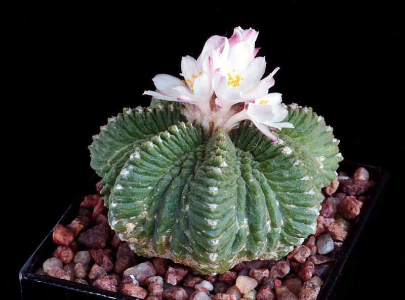 Atztekium ritterii