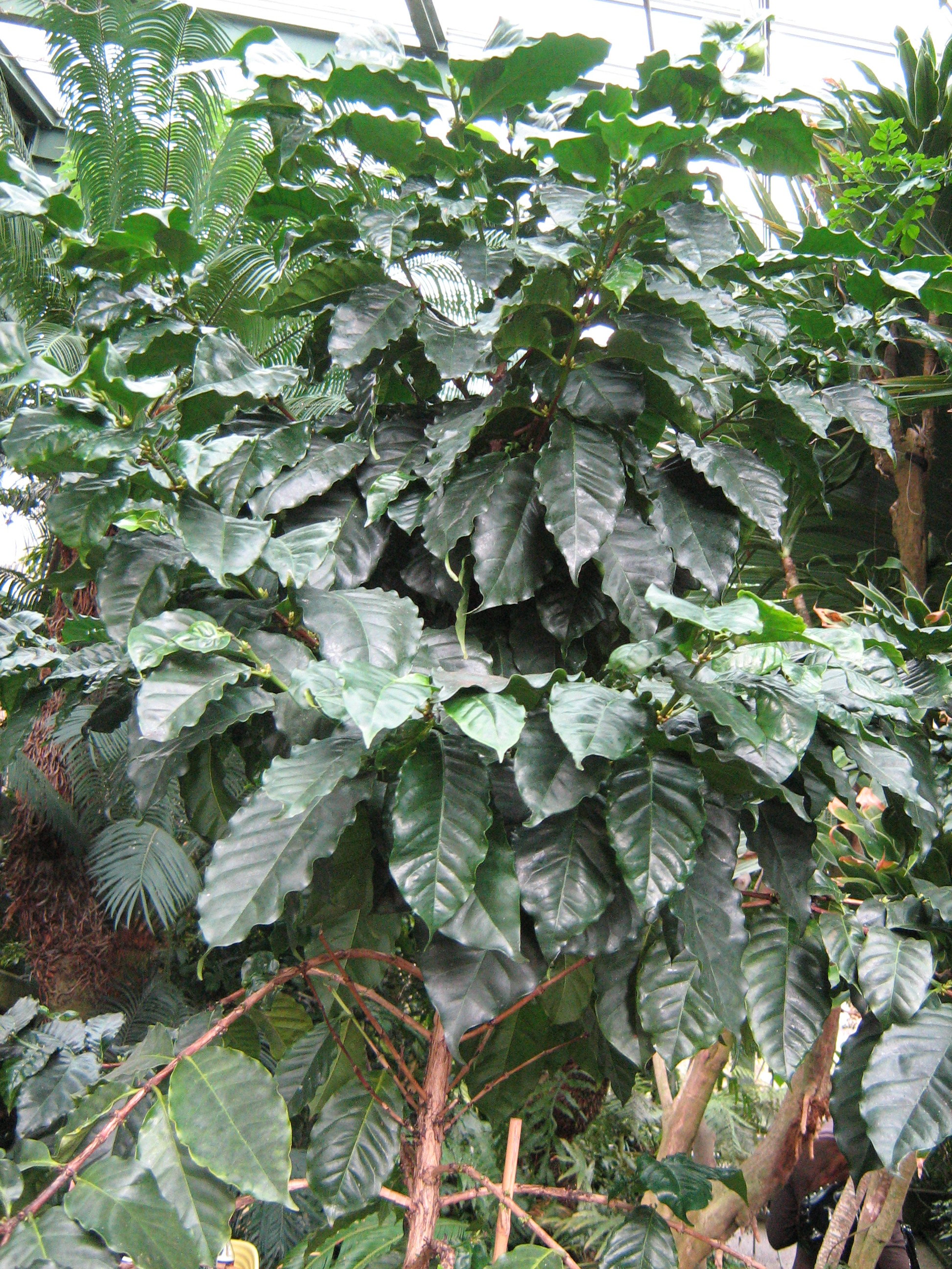 Coffea arabica