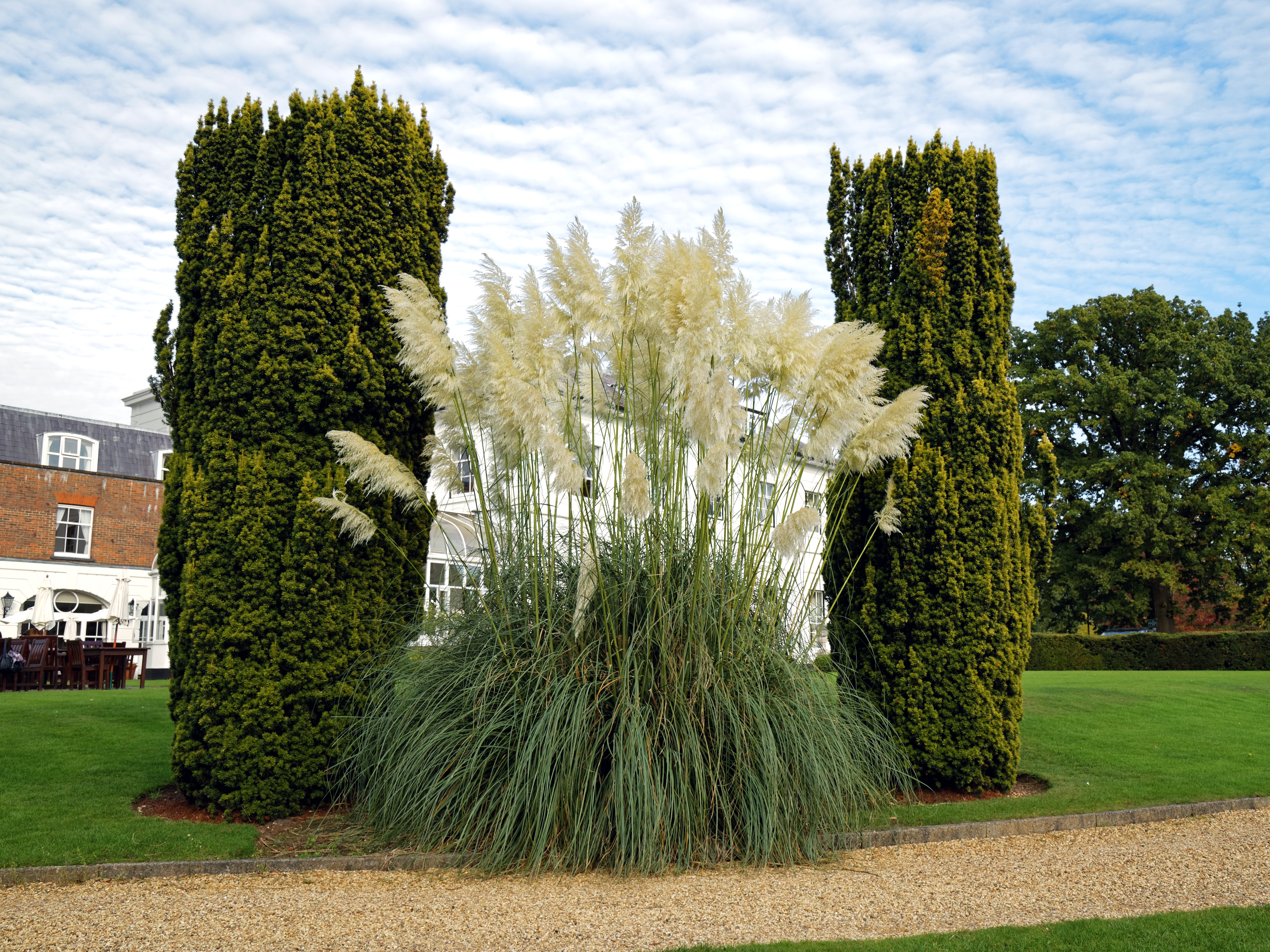 Cortaderia selloana White