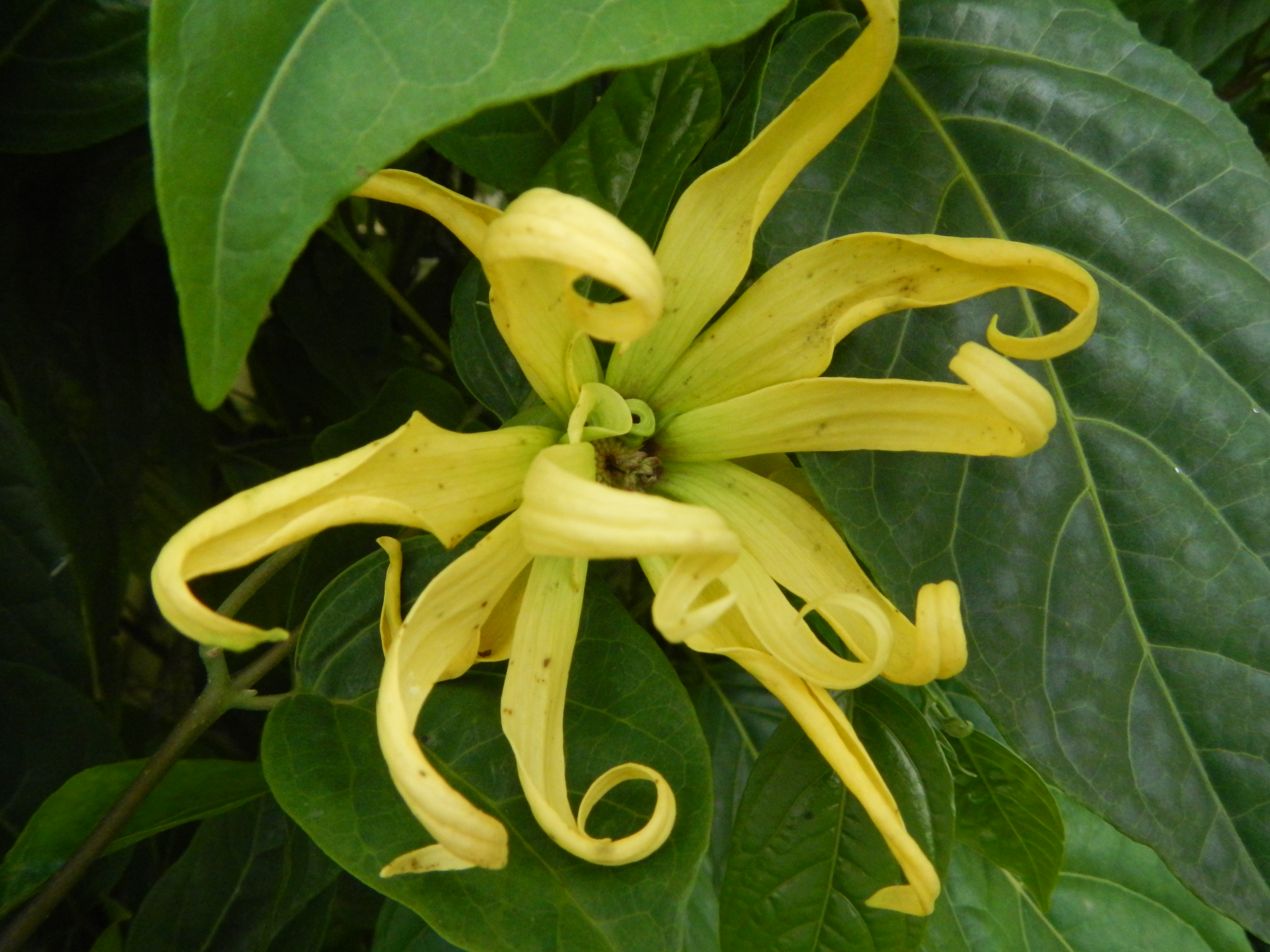 Cananga odorata