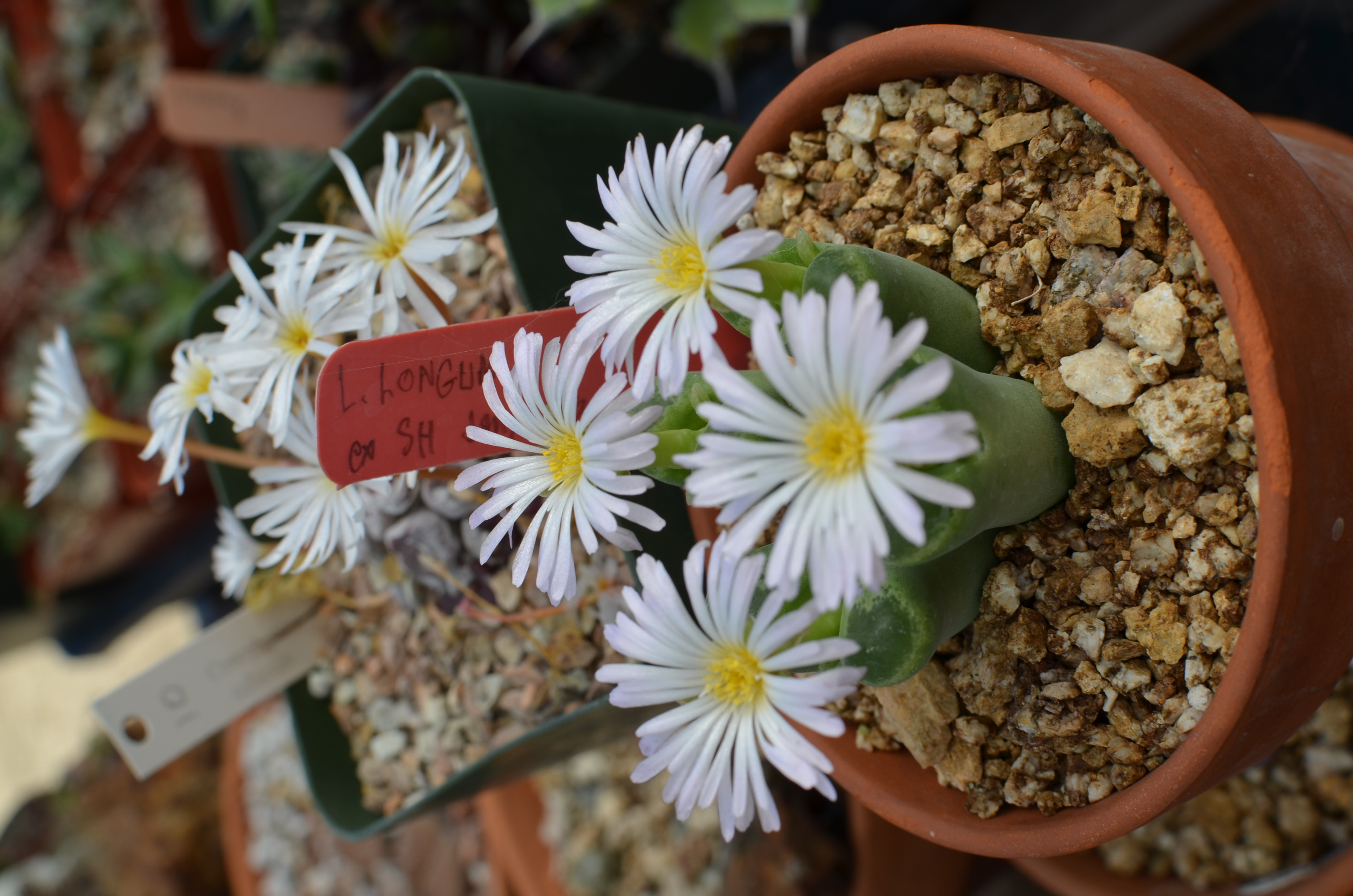 Conophytum longum