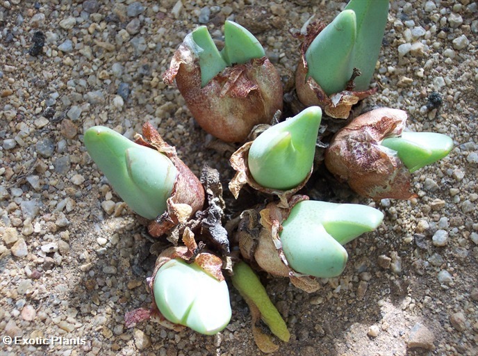 Conophytum aequaleata