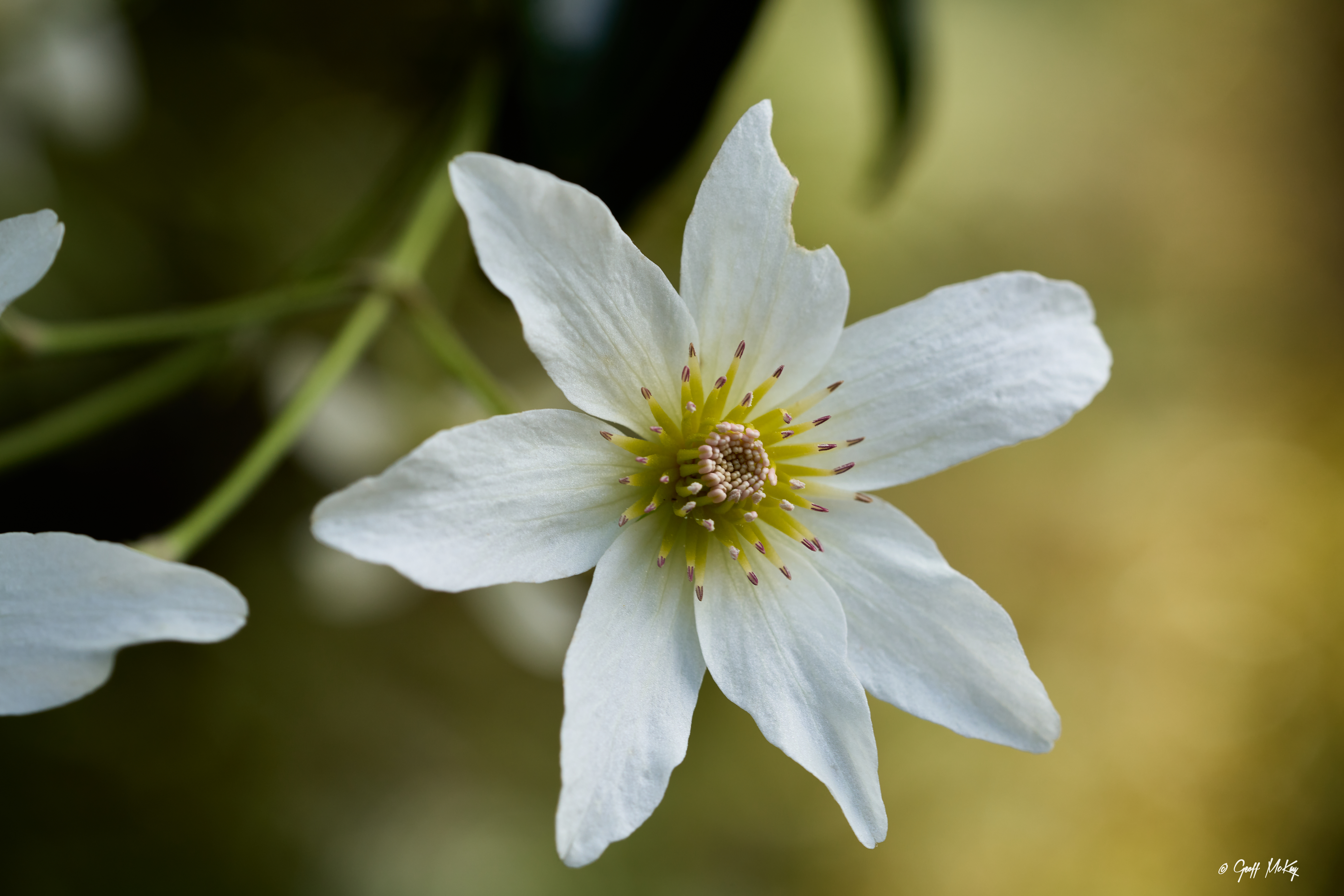 Clematis paniculata
