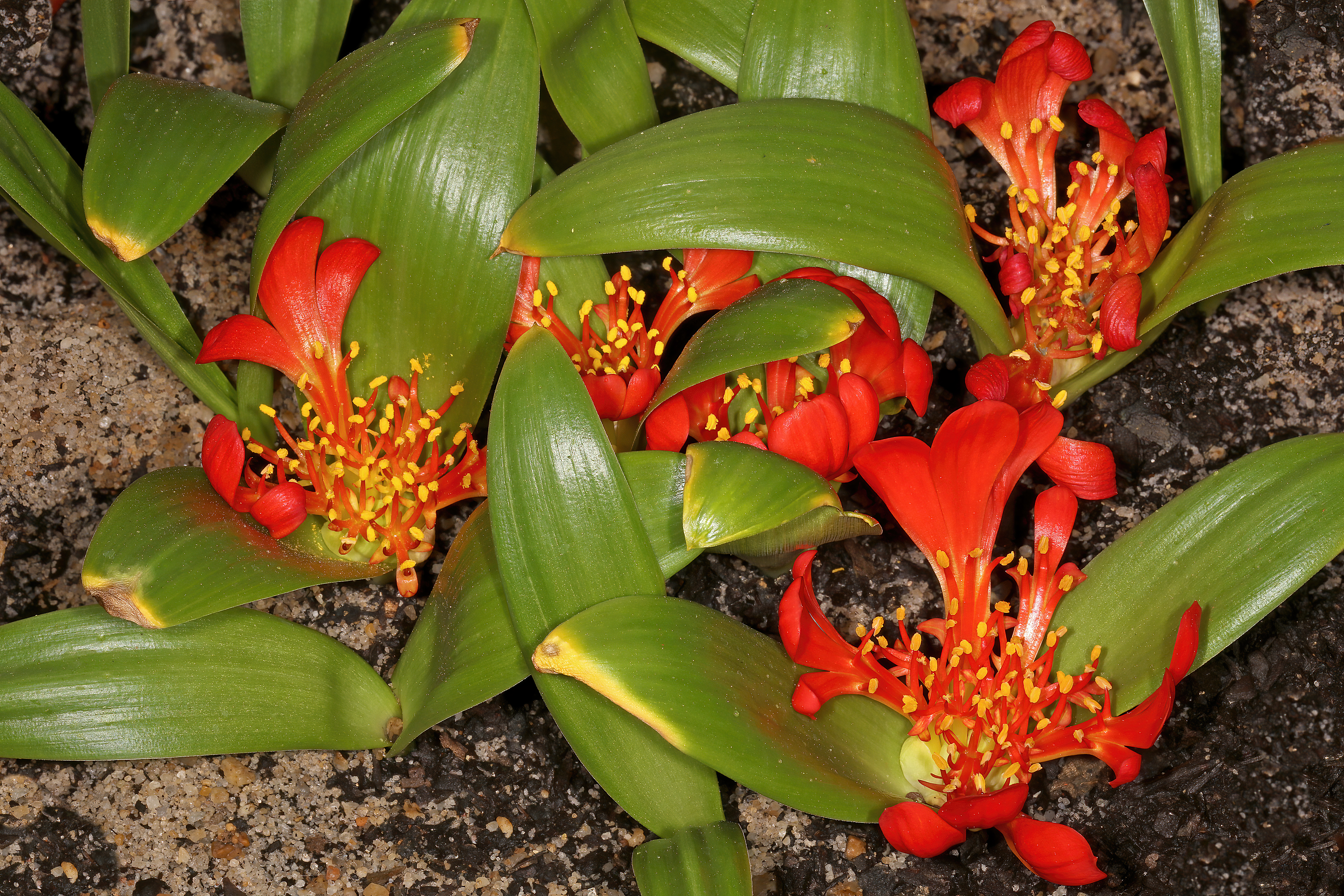 Daubenya aurea