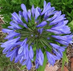 Agapanthus caulescens