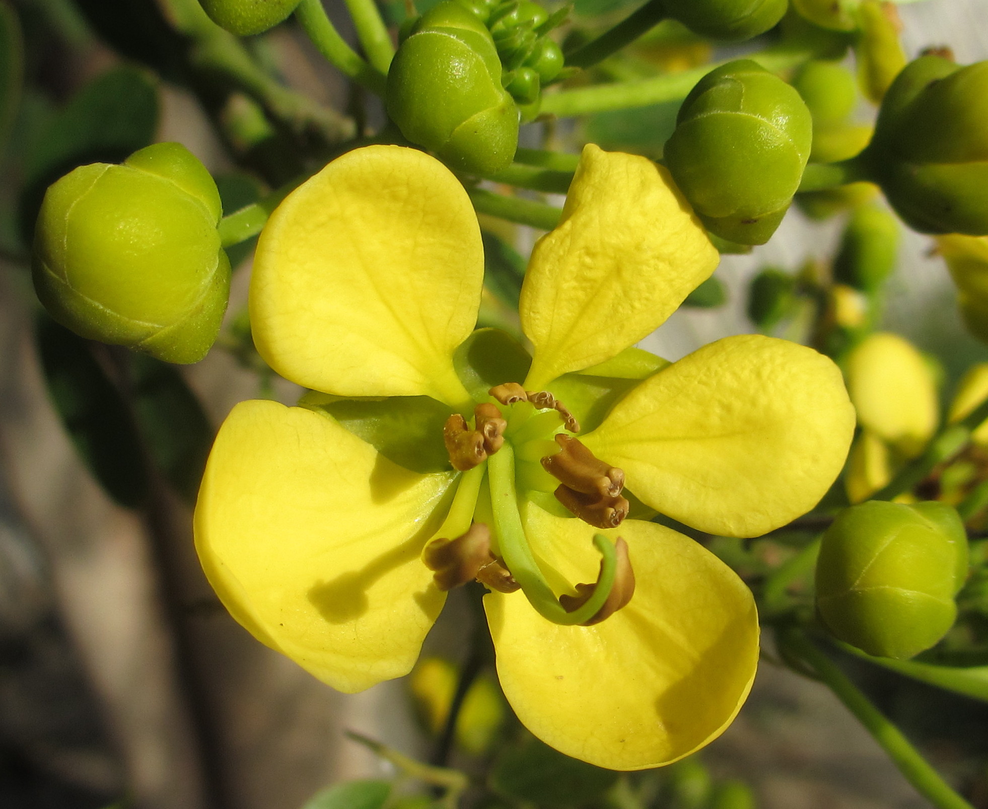Cassia siamea