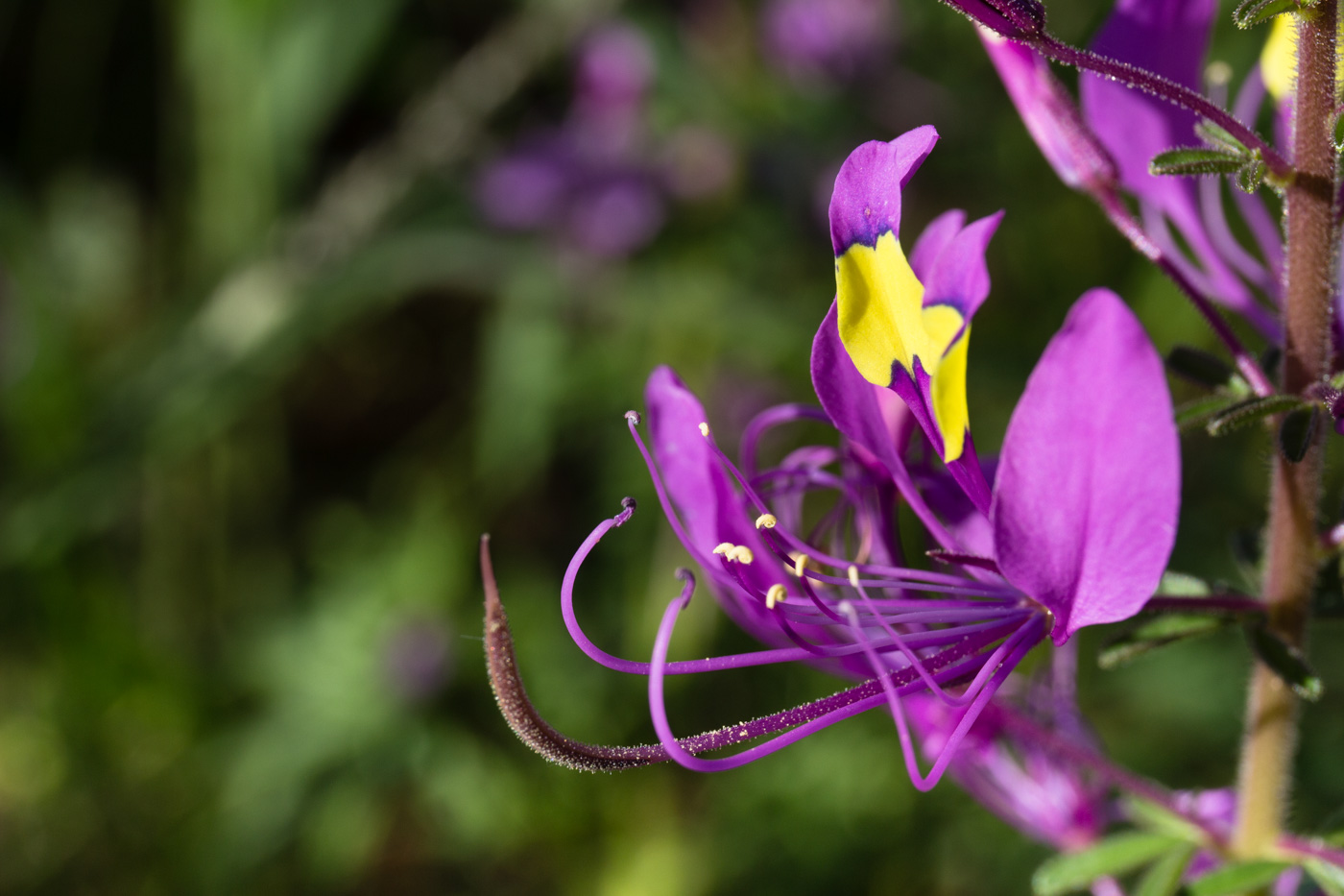 Cleome elegantissima