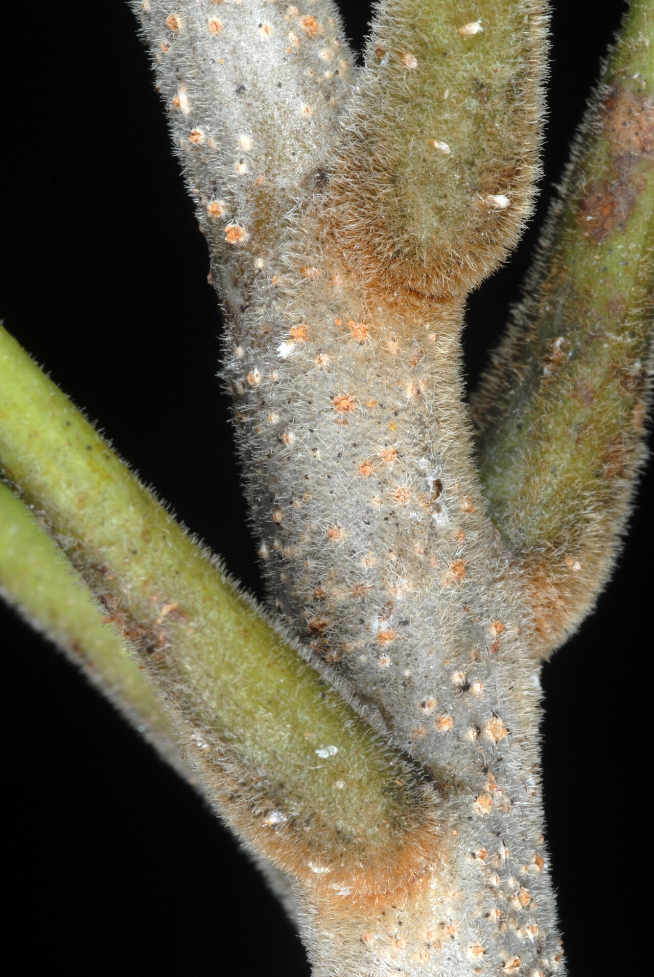 Bursera simaruba