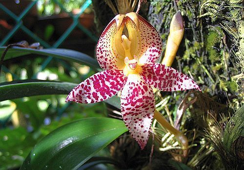 Bulbophyllum macranthum
