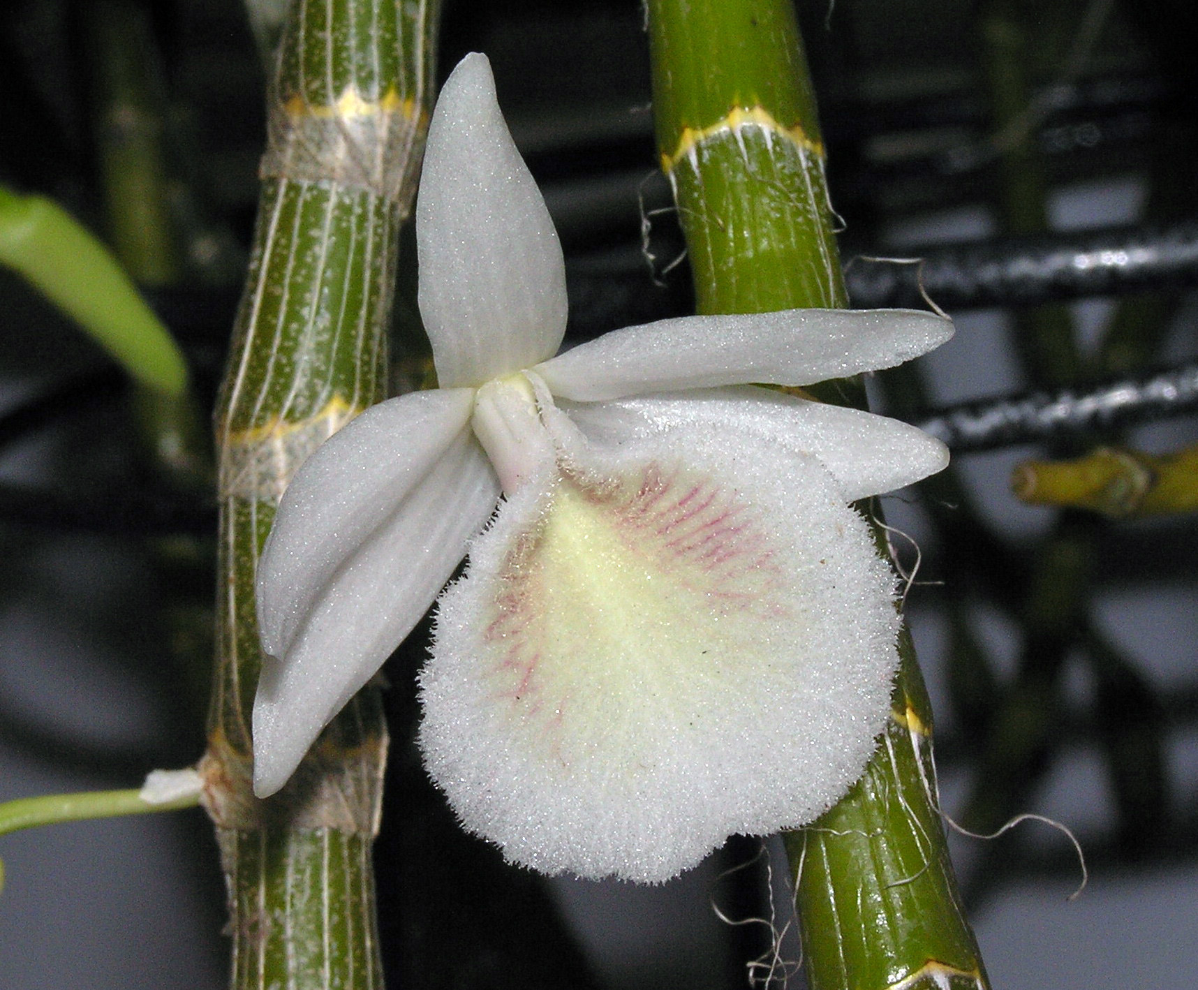 Dendrobium cretaceum
