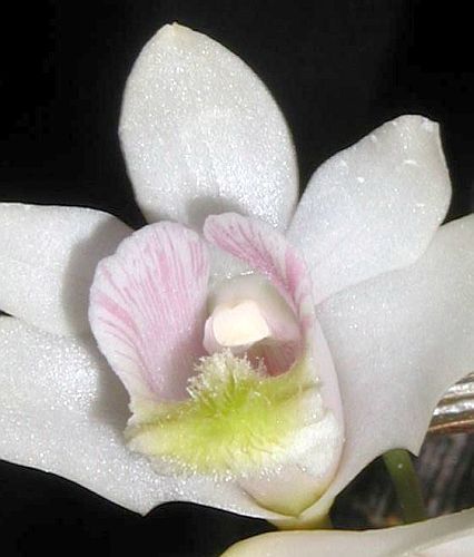 Dendrobium chittimae