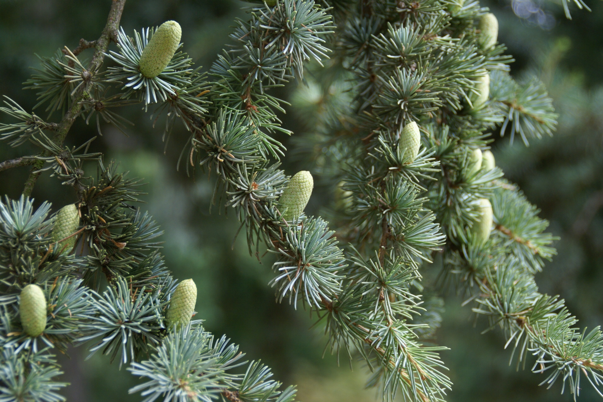 Cedrus libani