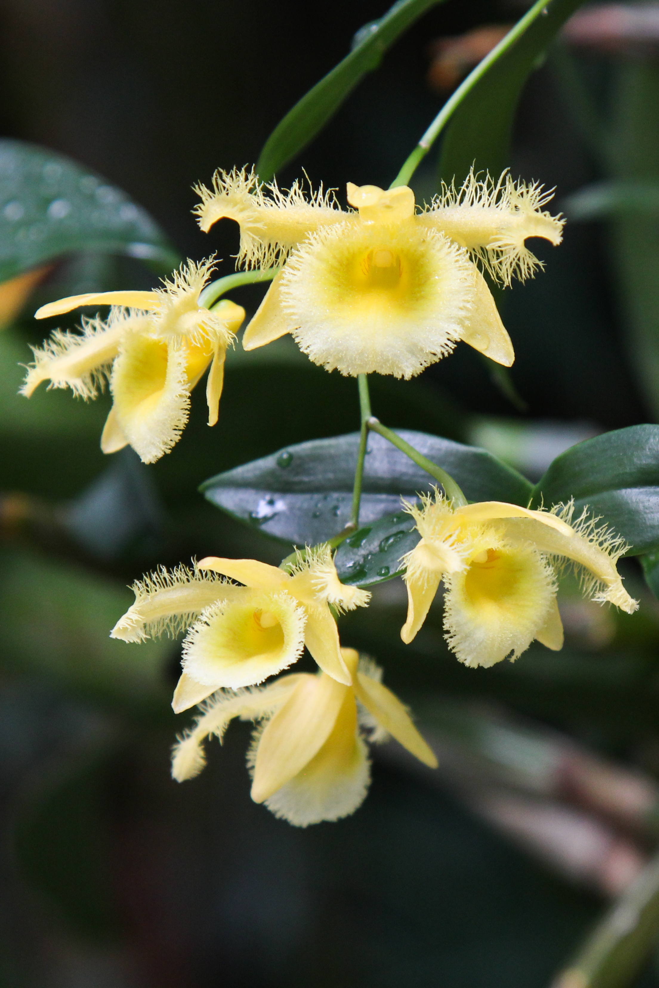 Dendrobium harveyanum