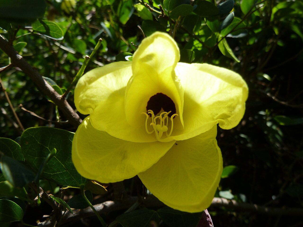 Bauhinia tomentosa