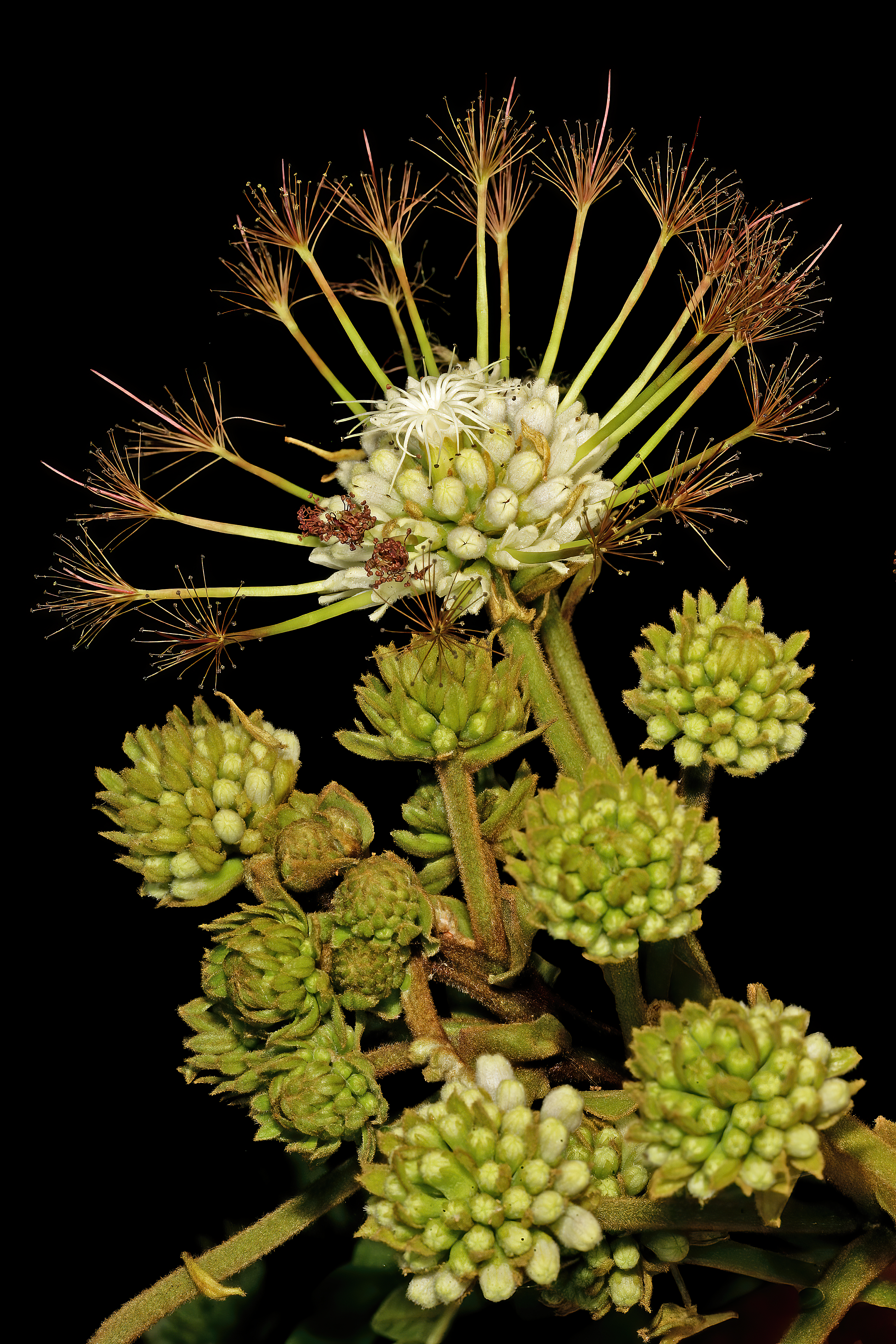 Albizia adianthifolia