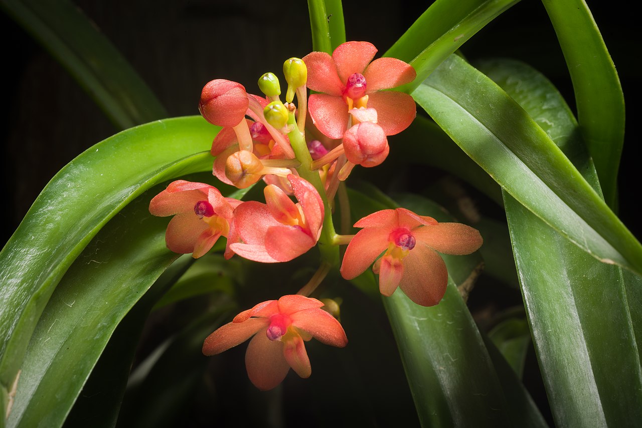 Ascocentrum curvifolium